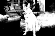 Twilight's Ransom for Macintosh - This isn't a friendly dog...