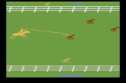 Stampede for Atari 2600 - Attempting to lasso a calve.