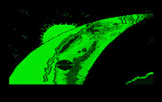 Manhunter 2: San Francisco for IBM PC/Compatibles - Orb spaceships head towards San Francisco...