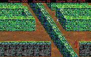 Conquests of the Longbow: The Legend of Robin Hood for IBM PC/Compatibles - The hedge maze; you'll need to navigate through this!